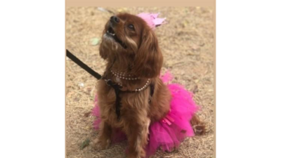 cute dog