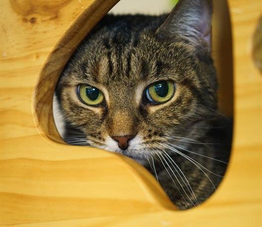 Brownie the Cat