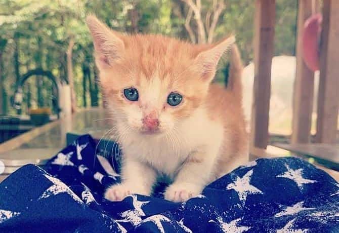 Miranda Lambert's rescue kitten