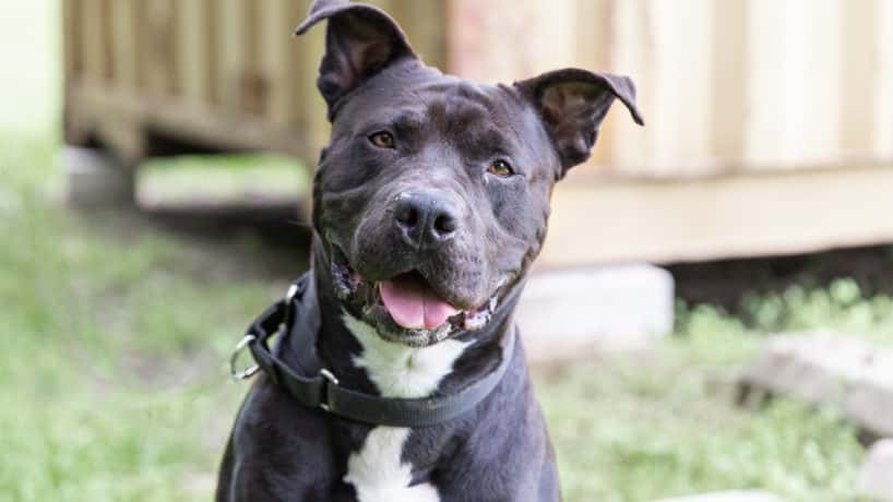 Maverick an adoptable dog