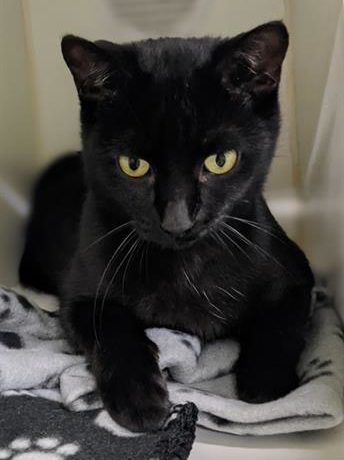 Jane the adoptable cat