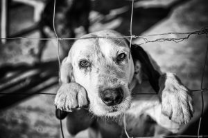 Dog behind fence