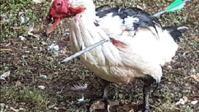 DUCK SHOT WITH ARROW AT ARBORETUM