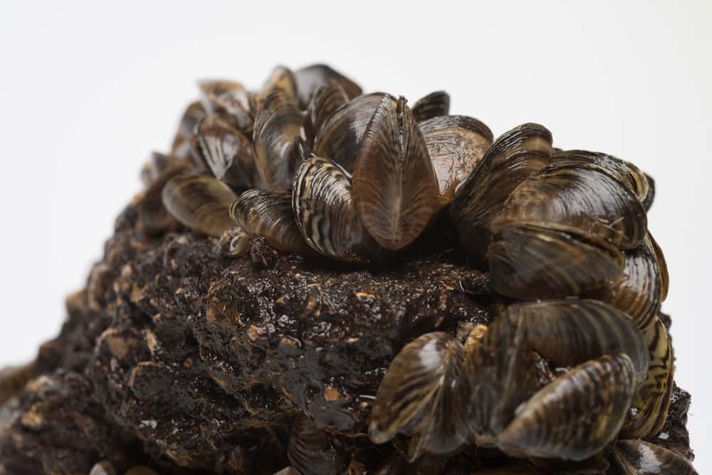 Zebra mussels threatening Leander's raw water pumps