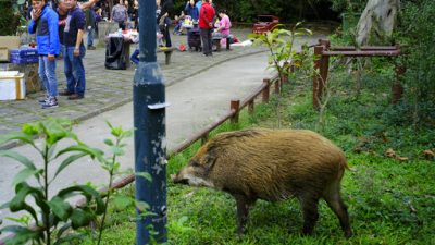 306fcc8caa4d4adf8adffee1e0d946b3-jpg