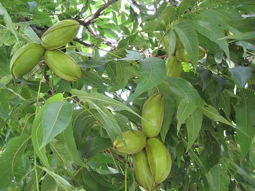 Pecans growing in Austin