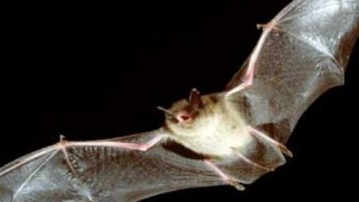 Bat flying at night