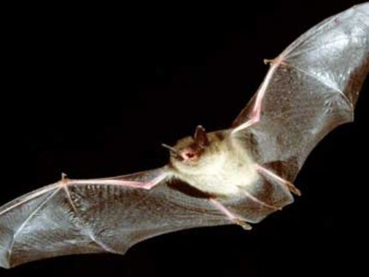 Bat flying at night