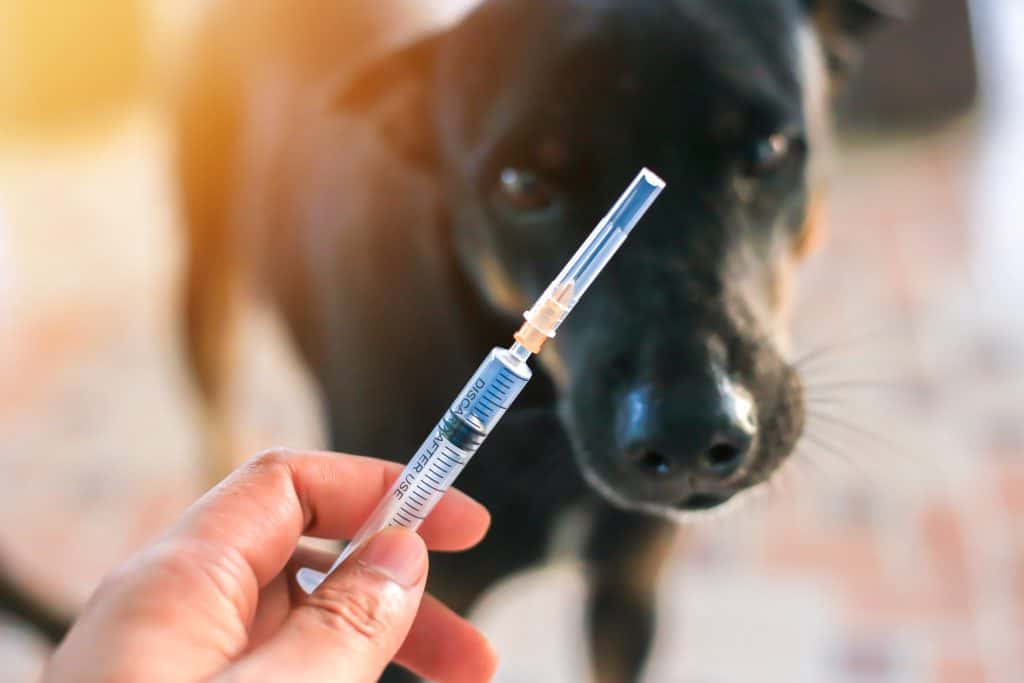 Syringe in front of a dog