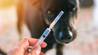 Syringe in front of a dog