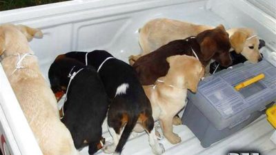 53561f22c3fc43c8ac7921b4bfa3b65d-jpg