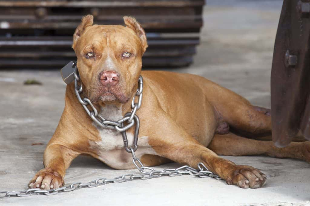 Photo of a pit bull terrier at an animal shelter