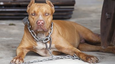 Photo of a pit bull terrier at an animal shelter