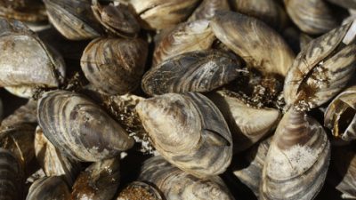 Zebra mussels