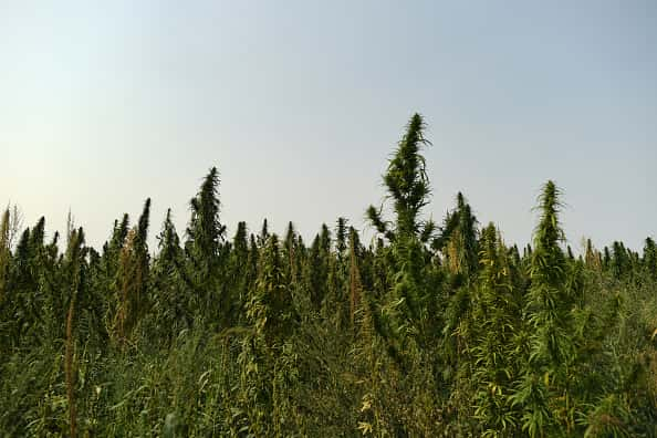 Colorado Hemp Farm:Getty Images