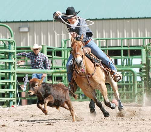 Cowboy on horse at rodeo wrangling a calf