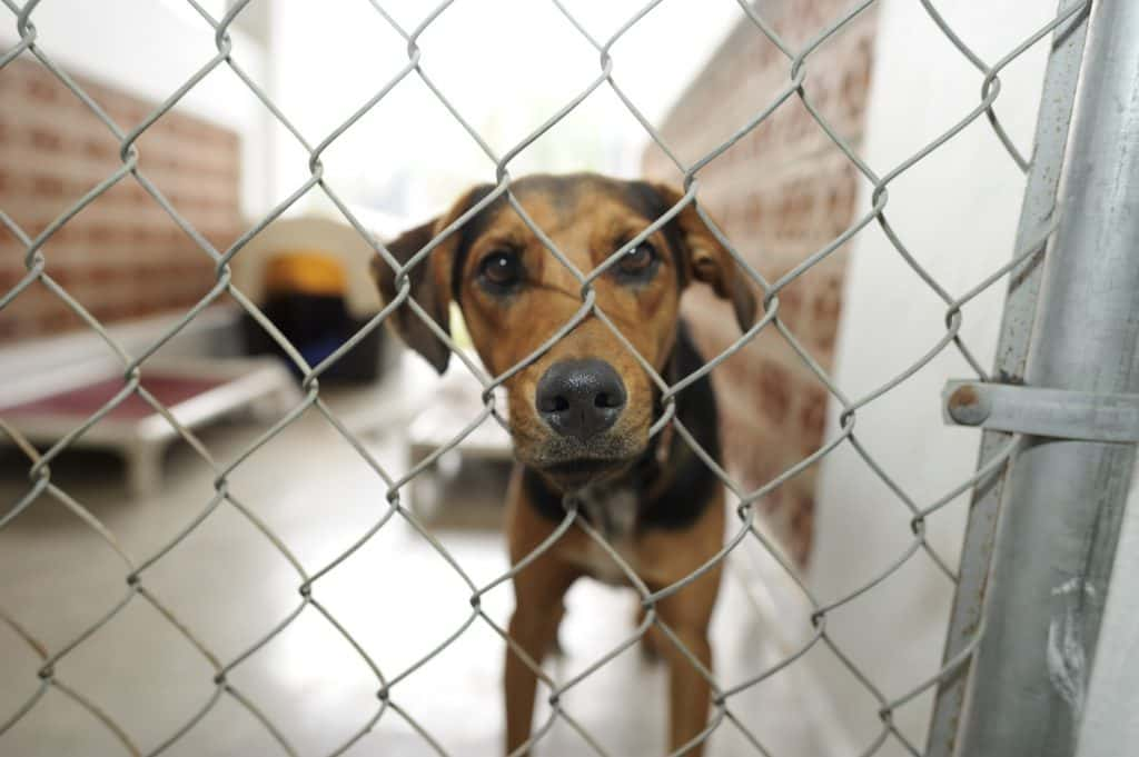 Young puppy in a cage at an animal shelter.