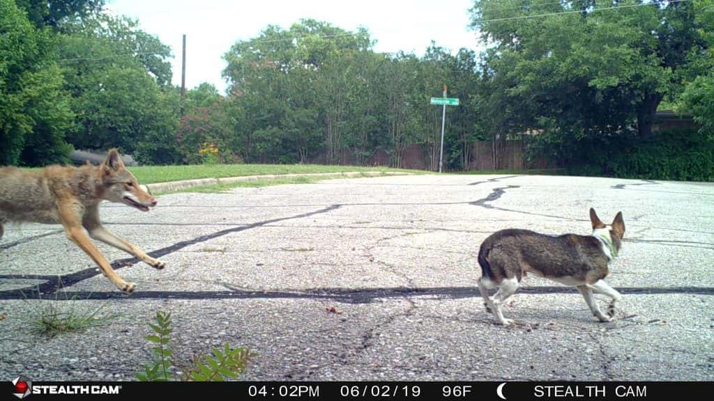 Photo of coyote chasing dog in east Austin