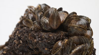 Cleanup crews got first-hand look at the spread of zebra mussels in Lake Travis