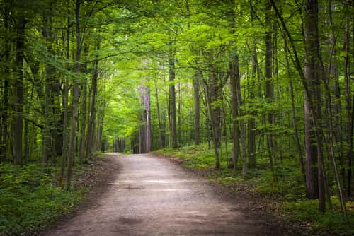 a trail in a forest