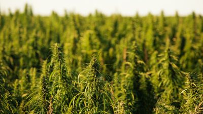 Industrial Hemp could become the next big cash crop in Texas