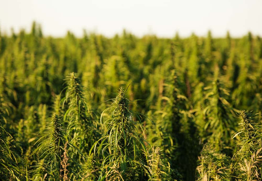 Industrial Hemp could become the next big cash crop in Texas