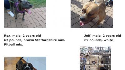 photos and descriptions of missing dogs