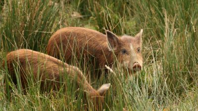 Large feral hogs spotted in East Austin neighborhoods