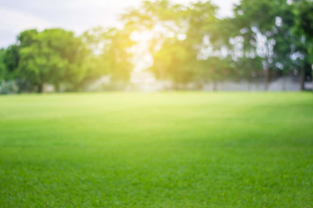 A green field in a park