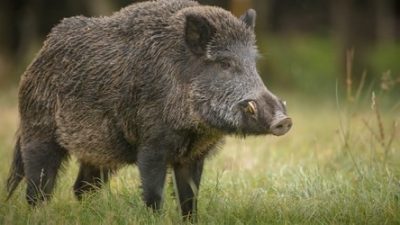 feral hog