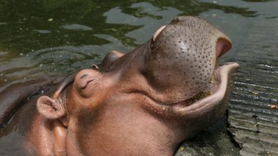 A hippo smiling at the zoo