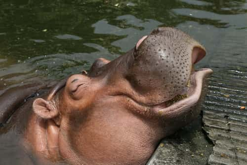 A hippo smiling at the zoo