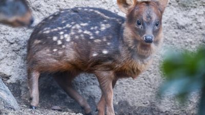 4fa0d70e00b94a40ba20ec6d8ff79ee3-jpg