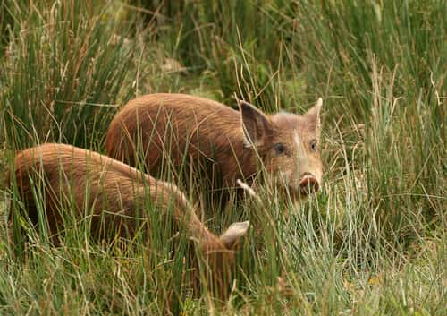 Feral pigs in grass