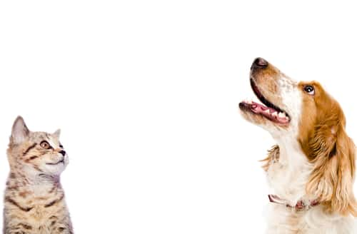 Happy dog and cat