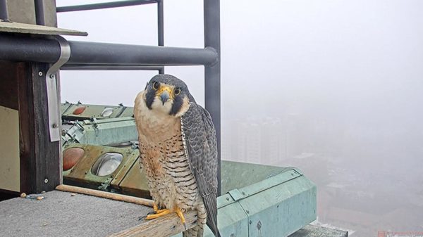 Tower Girl has laid an egg