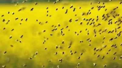 Bee experts have removed a giant hive from a shed in the town of manor