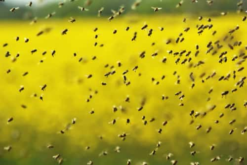 Bee experts have removed a giant hive from a shed in the town of manor