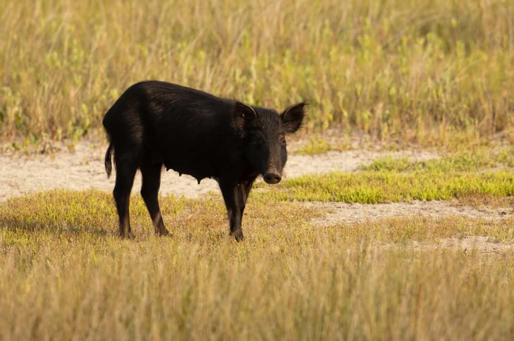 Feral hog in a field