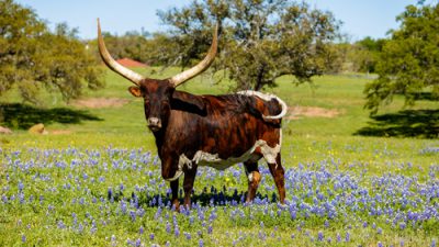 Longhorn in a field of bluebonnetts
