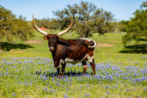 Longhorn in a field of bluebonnetts