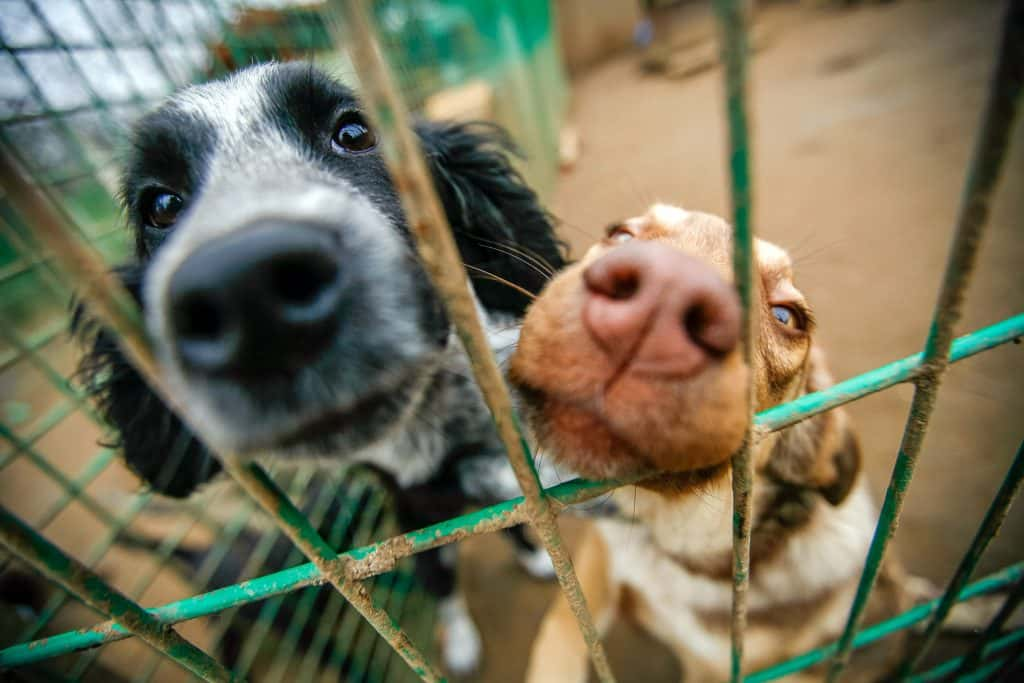 dogs in a shelter cage