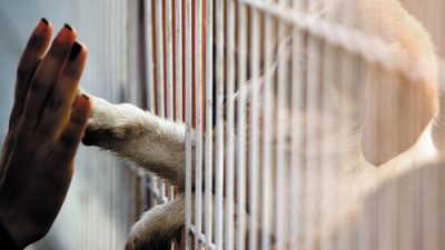 Human hand touching dog paw through gate