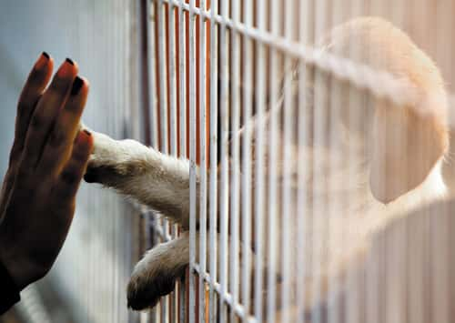 Human hand touching dog paw through gate