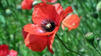 redpoppy