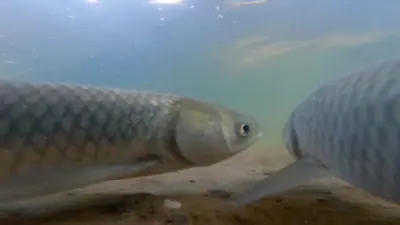 carp