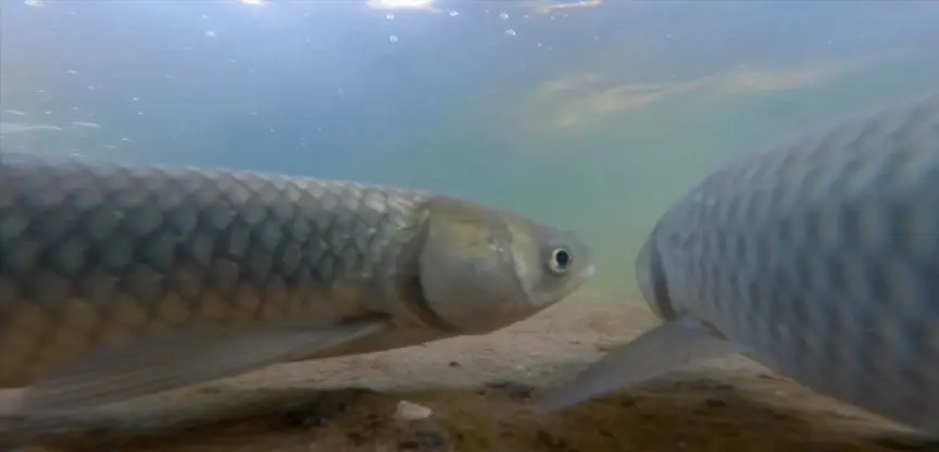 carp