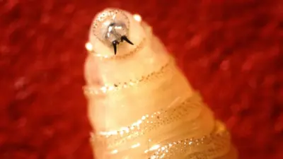 scrwworm-2