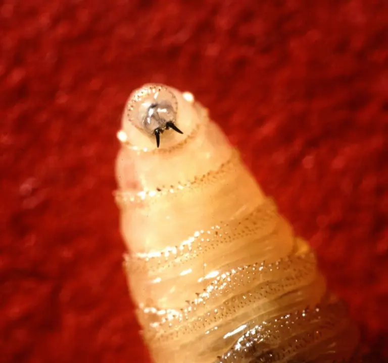 Travis County Declares Local Disaster Ahead of Potential Screwworm Threat