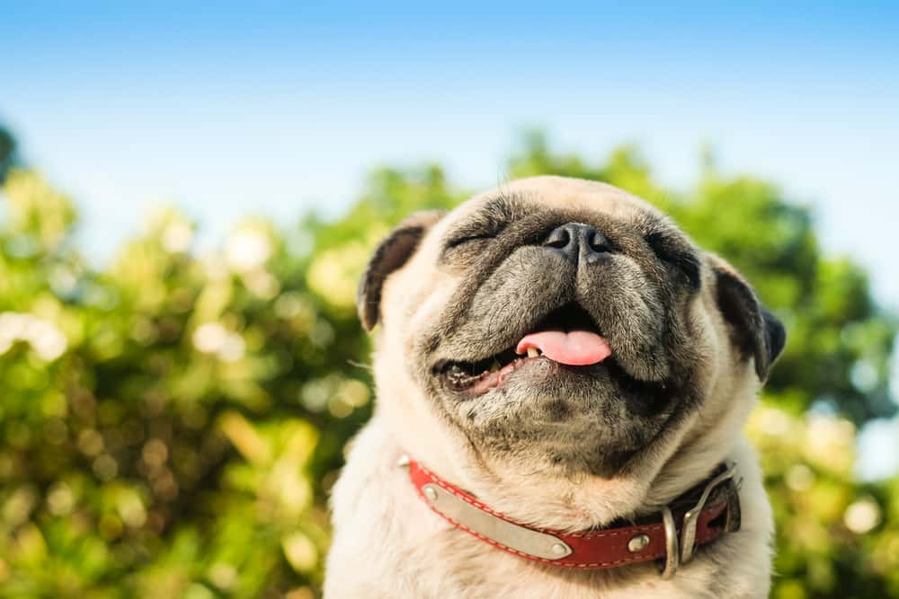 Happy Pug